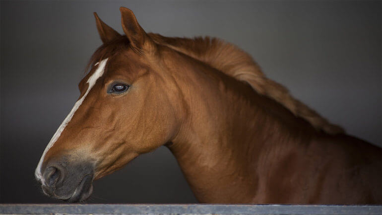 ¿Cómo cuidar a los caballos durante los traslados?
